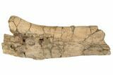 Cretaceous Fossil Dinosaur Limb Bone Section - Wyoming #192590-1